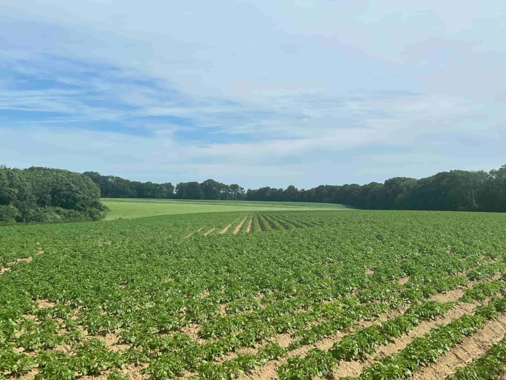 open veld na Sibbe, Zuid Limburg